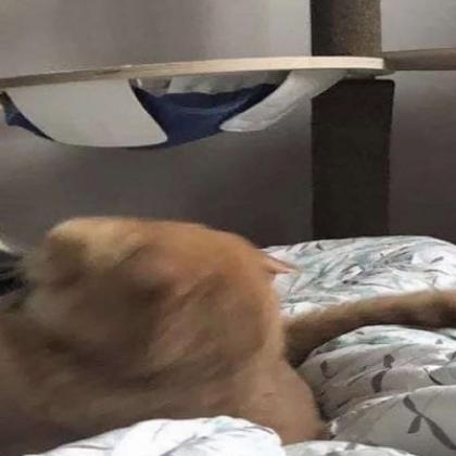 夏目友人帐猫咪头像