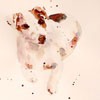个性头像动物图片