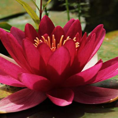 大妈头像微信头像莲花
