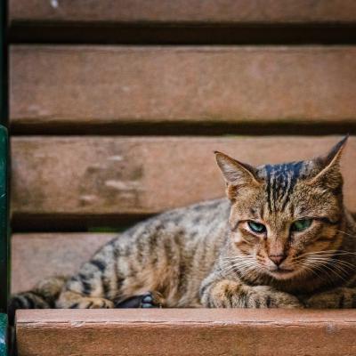 猫微信头像图片