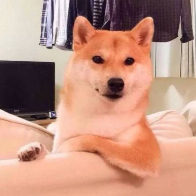 可爱头像小动物大全