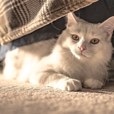 微信头像汤姆猫