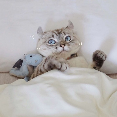 杰瑞头像 猫和老鼠