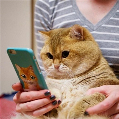 猫猫头像高清