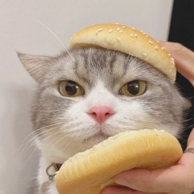 猫咪情侣头像排行榜