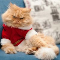 Dota2蓝猫头像