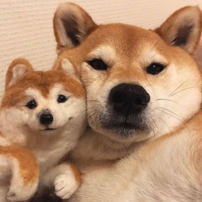 微信头像狗子搞笑
