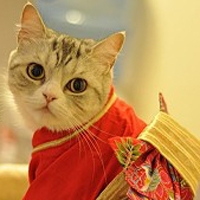 天猫店铺头像logo