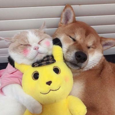 头像动物搞笑