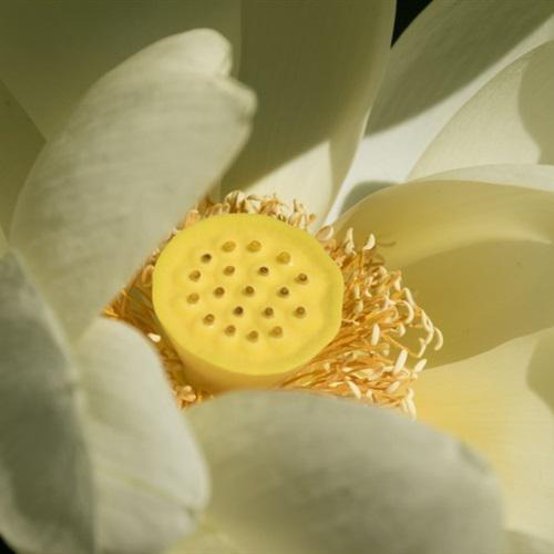 有寓意的微信头像吉祥