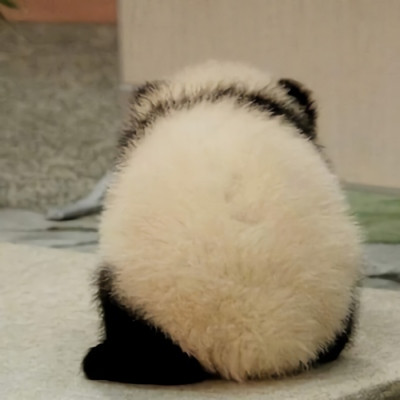 猫微信头像图片