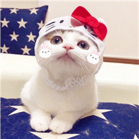 猫羽雫头像