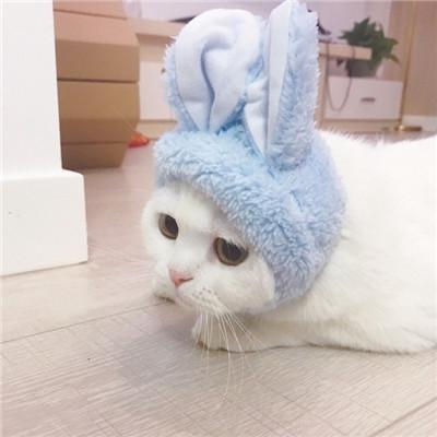 可爱猫咪情侣头像