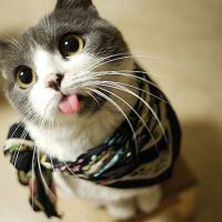 天猫店铺头像logo