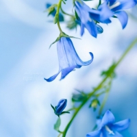 花朵头像唯美