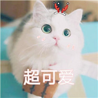 头像搞笑猫头