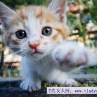 带符号猪网名