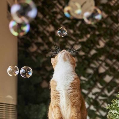 猫咪微信头像高清 可爱
