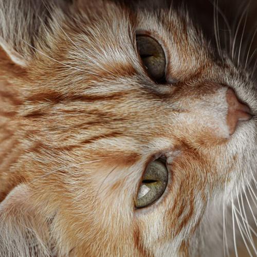 戴墨镜的猫头像