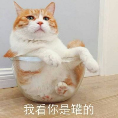 汤姆猫头像高清大图