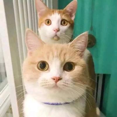情侣头像不易发现的情头猫