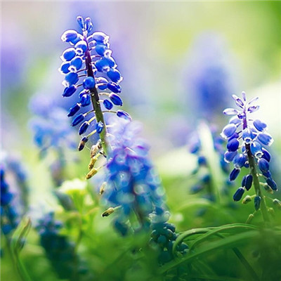 头像图片风景花草