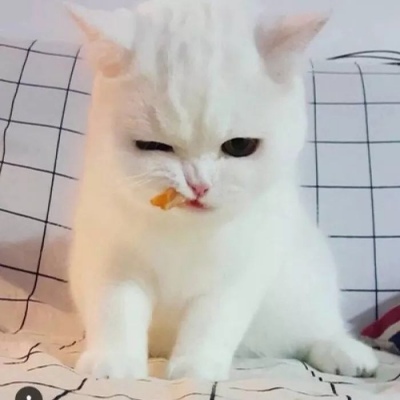 汤姆猫高清头像