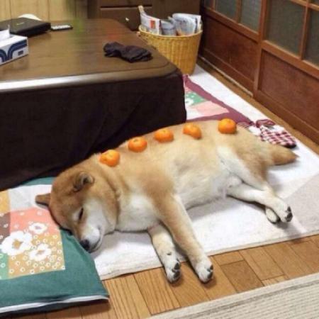 2023虎年专属头像动物