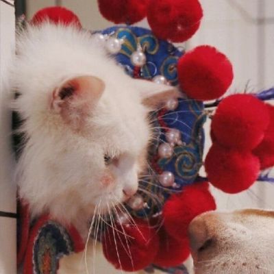 2018qq情侣头像大全