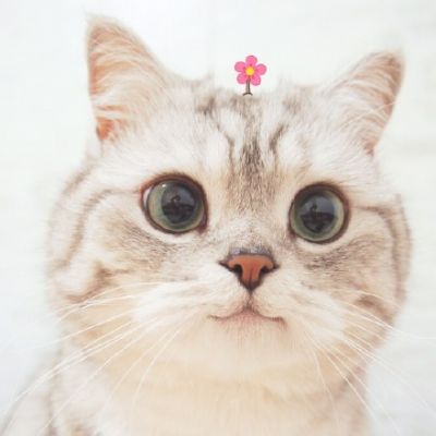 头像动物可爱
