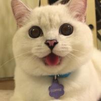 如何获得猫头鹰头像框