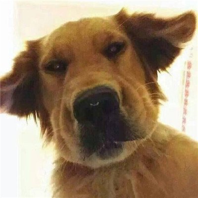 微信头像 眼镜 狗狗