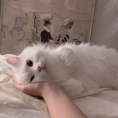天猫店铺头像logo