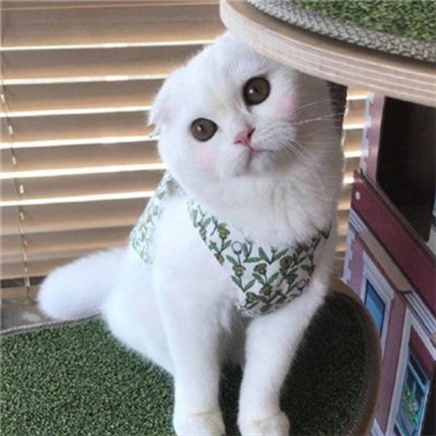 招财猫头像