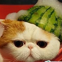 卡通猫头像图片大全