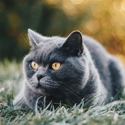 可爱猫猫头像图片