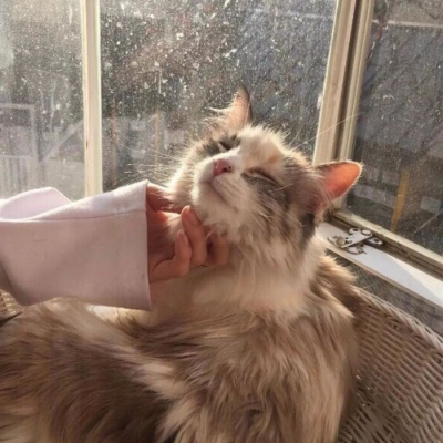 天猫头像logo原图