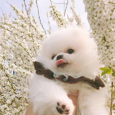 可爱猫头头像