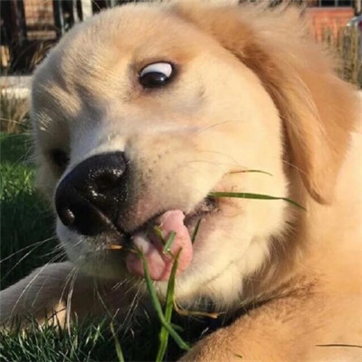 头像图片搞笑 逗比