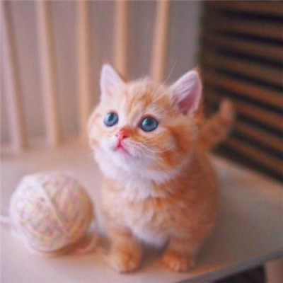 微信头像招财猫