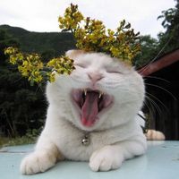 头像搞笑猫和老鼠