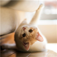 猪繁体字网名