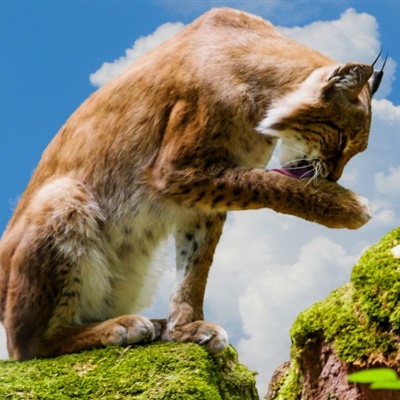 汤姆猫头像小图