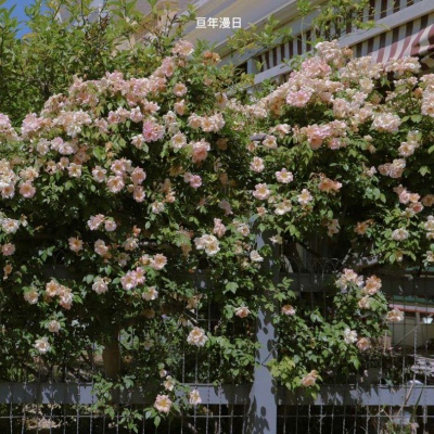 专属头像模板