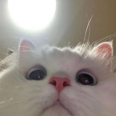 沙雕猫咪头像逗比搞笑