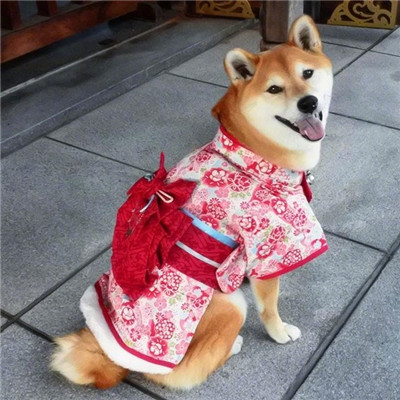 微信头像汤姆猫