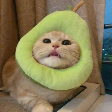 猫猫可爱头像