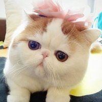 夏目友人帐猫咪头像