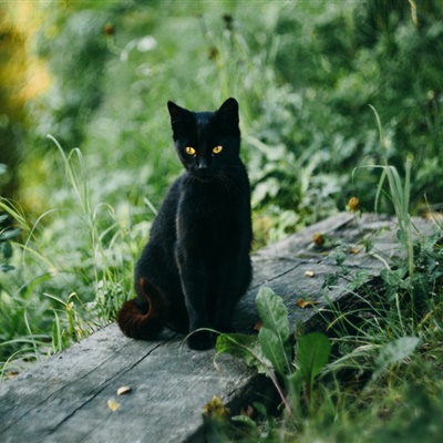 个性微信头像猫