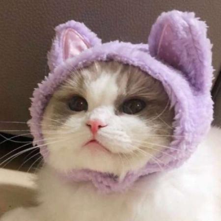 动物头像图片可爱猫